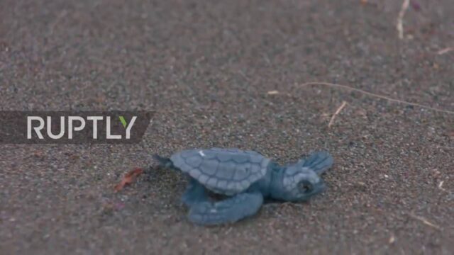 Ρεκόρ γεννήσεων θαλασσίων χελωνών στις άδειες παραλίες της Τουρκίας