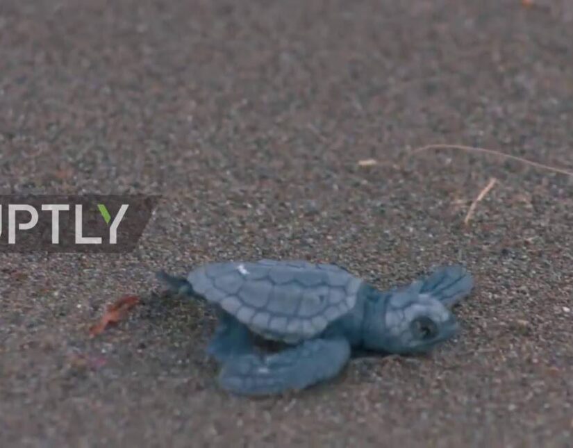 Ρεκόρ γεννήσεων θαλασσίων χελωνών στις άδειες παραλίες της Τουρκίας