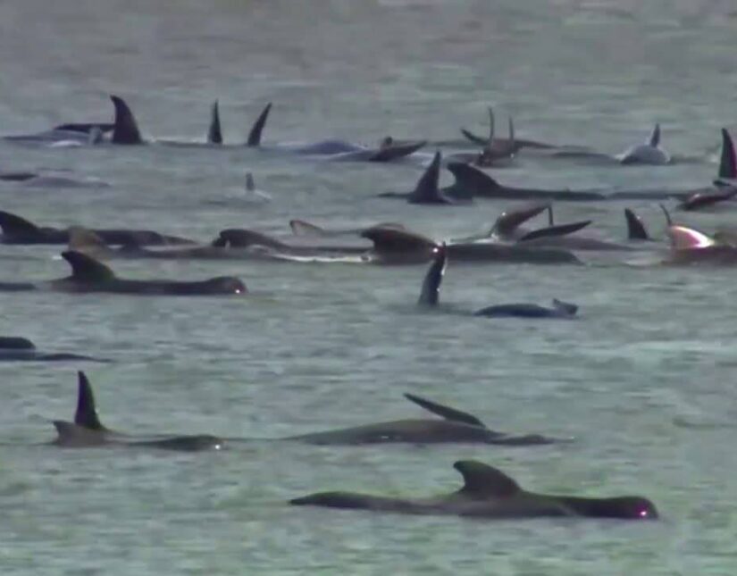 270 φάλαινες εγκλωβίστηκαν σε παραλία της Τασμανίας
