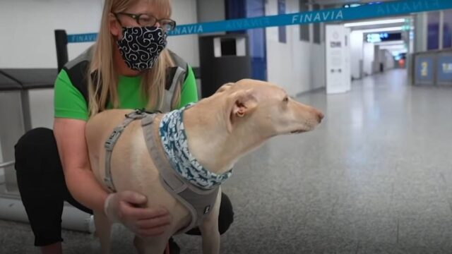 Ανίχνευση κρουσμάτων Covid-19 με ειδικά σκυλιά στο αεροδρόμιο του Ελσίνκι