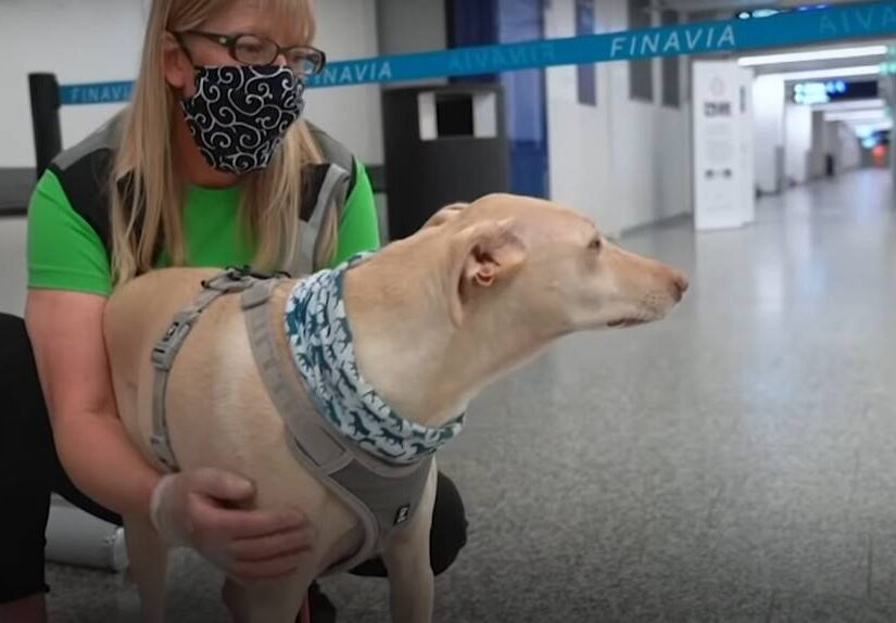 Ανίχνευση κρουσμάτων Covid-19 με ειδικά σκυλιά στο αεροδρόμιο του Ελσίνκι