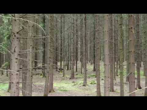 Τα μεσογειακά δέντρα βοηθούν τα γερμανικά δάση να αντιμετωπίσουν την κλιματική αλλαγή