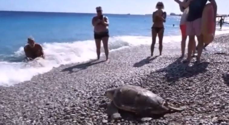 Ρόδος: Ξανά στη θάλασσα η χελώνα καρέτα-καρέτα με το όνομα Ήρα