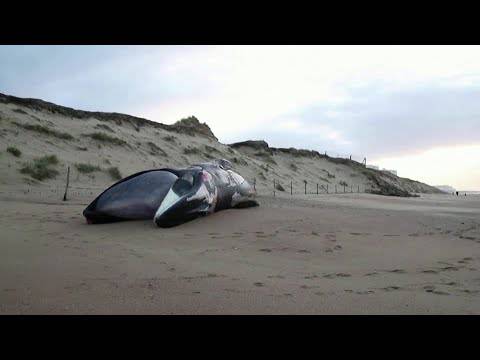 Μυστήριο με τις νεκρές φάλαινες στις Γαλλικές ακτές