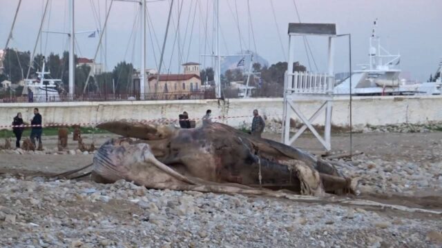 Νεκρή φάλαινα εκβράσθηκε στην Φρεαττύδα