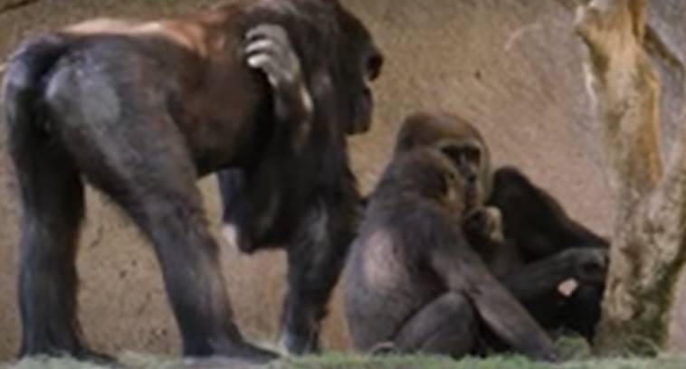Θετικοί στον Covid-19 γορίλες σε ζωολογικό κήπο της Καλιφόρνιας
