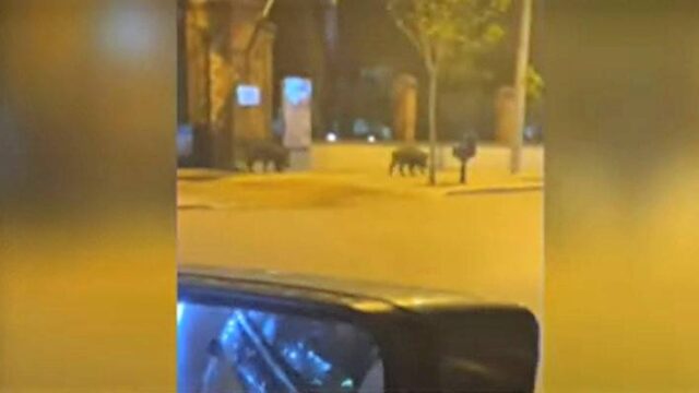 Αγριογούρουνα κάνουν βόλτα στο κέντρο της Θεσσαλονίκης