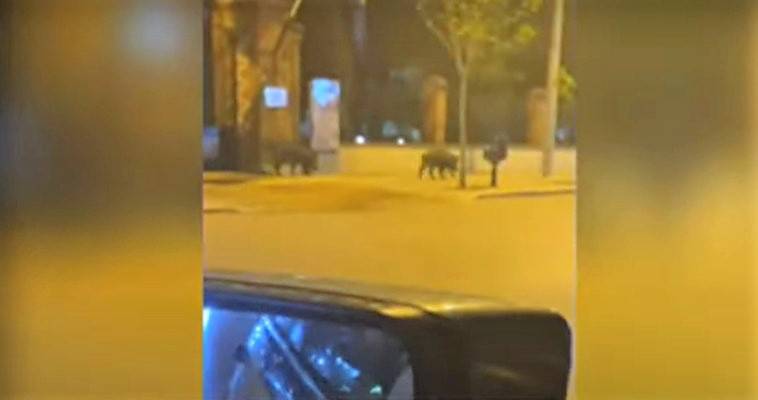 Αγριογούρουνα κάνουν βόλτα στο κέντρο της Θεσσαλονίκης