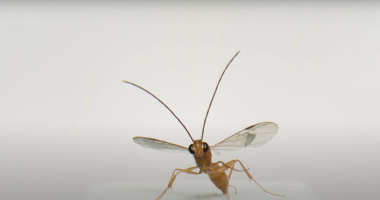 Τα ιπτάμενα μυρμήγκια απειλούν το Euro!