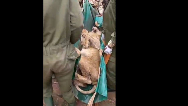 Λιοντάρι έκανε βόλτα στο κέντρο του Ναϊρόμπι!