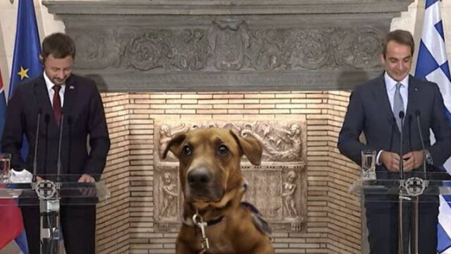 Σκύλος με "άποψη" στην συνέντευξη Τύπου στο Μαξίμου (video)