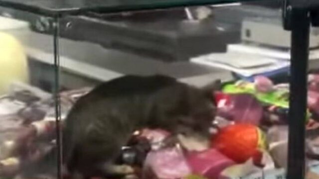 Τουρκία: Η γάτα και τα ντελικατέσεν σε σούπερ μάρκετ (video)