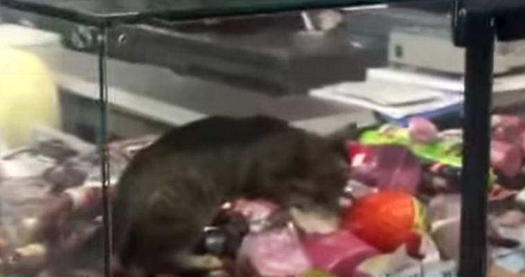 Τουρκία: Η γάτα και τα ντελικατέσεν σε σούπερ μάρκετ (video)
