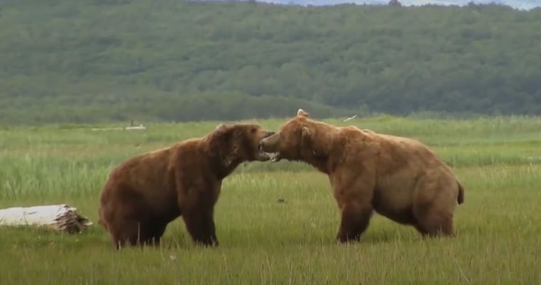 Ουζμπέκα έριξε το παιδί της στις αρκούδες! (video)