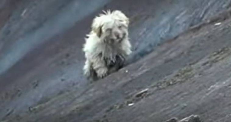 Διάσωση σκύλου από γκρεμό
