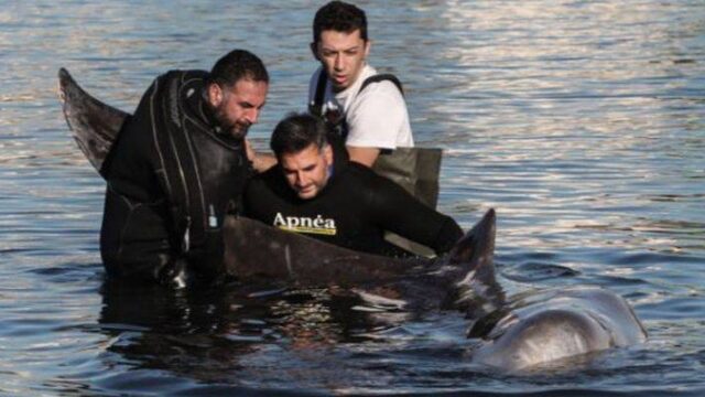 Προσπάθειες να διασωθεί μικρή φάλαινα στον Άλιμο (video)