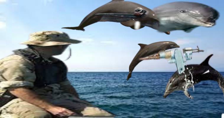 Δελφίνια και φάλαινες σε ρόλο κομάντο από Ρωσία ΗΠΑ, Όλγα Μαύρου