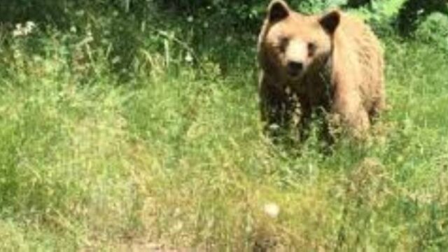 Αρκούδα στο Δισπηλιό Καστοριάς πάει για... κεράσια (video),