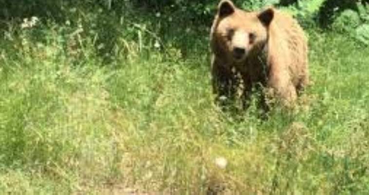 Αρκούδα στο Δισπηλιό Καστοριάς πάει για... κεράσια (video),