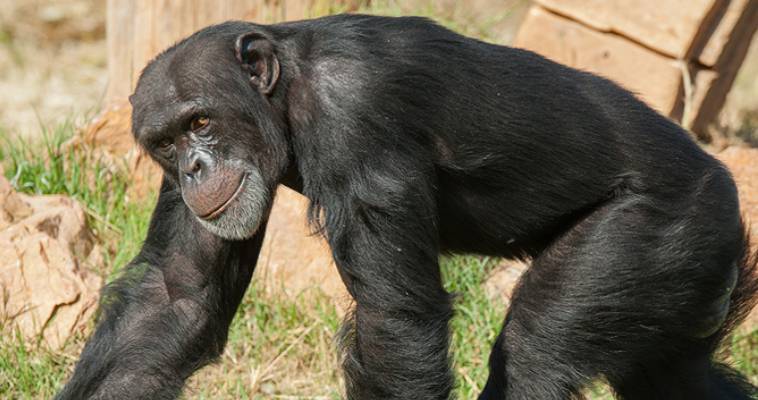 Αντιδράσεις για την θανάτωση χιμπατζή στο Αττικό Ζωολογικό Πάρκο,