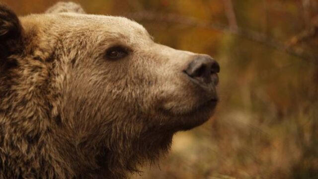 Σοβαρός τραυματισμός αρκούδας σε τροχαίο στην Κοζάνη (video),