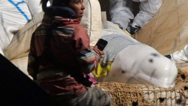 Δεν τα κατάφερε η λευκή φάλαινα που είχε βρεθεί στον Σηκουάνα (video),