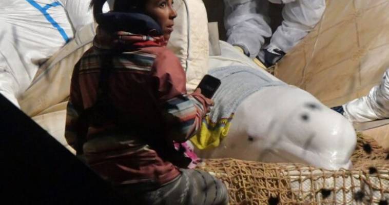 Δεν τα κατάφερε η λευκή φάλαινα που είχε βρεθεί στον Σηκουάνα (video),