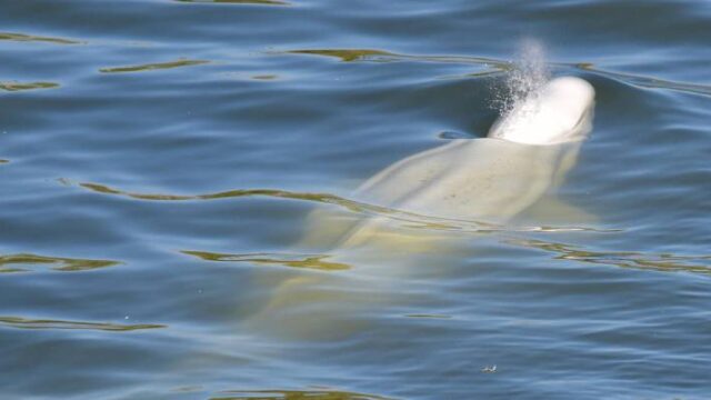 Δεν τα κατάφερε η λευκή φάλαινα που είχε βρεθεί στον Σηκουάνα (video),