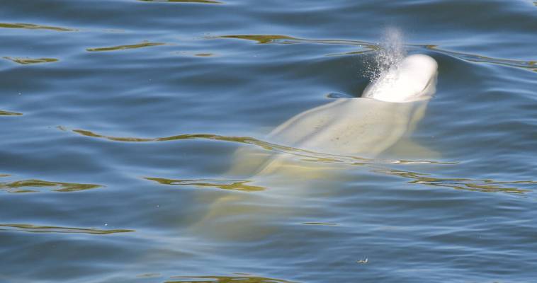 Δεν τα κατάφερε η λευκή φάλαινα που είχε βρεθεί στον Σηκουάνα (video),