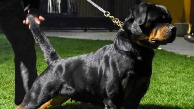 Για ανθρωποκτονία από αμέλεια κατηγορείται ο ιδιοκτήτης των σκύλων που κατασπάραξαν 50χρονη γυναίκα