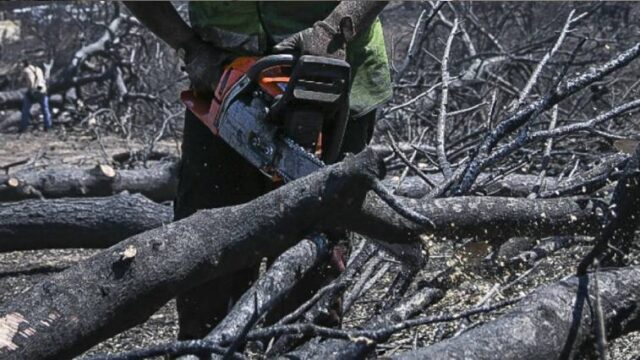 Αποκεφαλίστηκε από αλυσοπρίονο