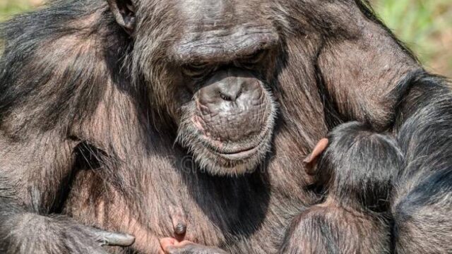 Η λαχτάρα μίας μητέρας χιμπατζή για το νεογέννητο το μωρό της (video)