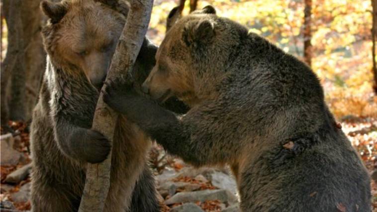 Ο ζεστός χειμώνας και ο ήλιος της άνοιξης ξύπνησαν νωρίς τις αρκούδες (video)