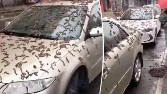 Με ομπρέλες στο Πεκίνο για τις κάμπιες (video)