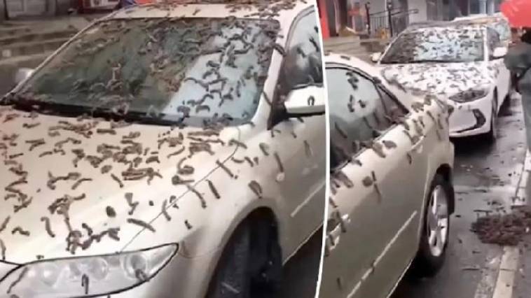 Με ομπρέλες στο Πεκίνο για τις κάμπιες (video)