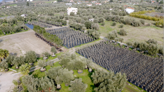 Γιγάντια επιχείρηση μεταφύτευσης 3.000 δέντρων στο Ελληνικό υλοποιείται από την LAMDA Development