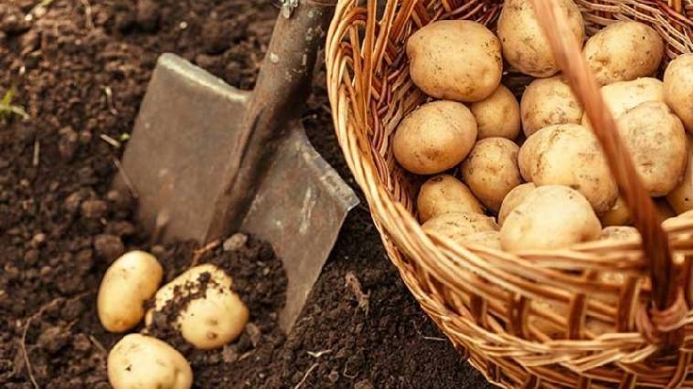 Η περιπέτεια της πατάτας – Από τους Ίνκας στο Άργος, Γιώργος Μουσταϊρας