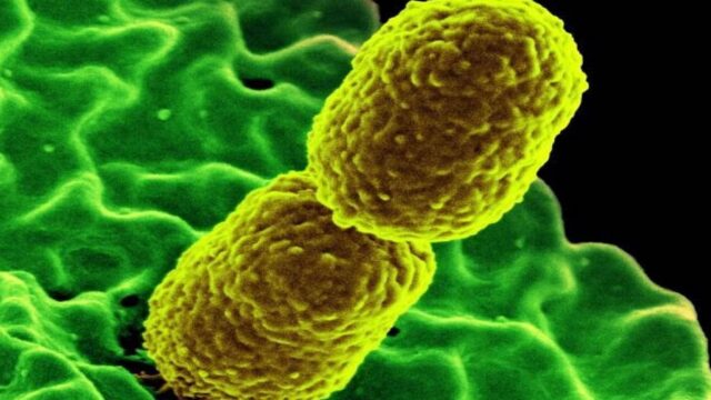 Σε τουλάχιστον 13 ελληνικά νοσοκομεία βρέθηκε πολύ ανθεκτικό μικρόβιο
