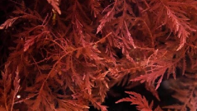 -Τα συμπληρώματα από κόκκινα φύκια (red mineral algae), Κατερίνα Κουντούρη