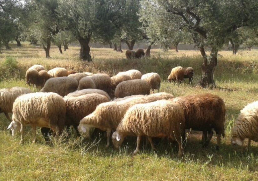 Ευλογιά εντοπίστηκε σε πρόβατα στη Φθιώτιδα – Δεν μεταδίδεται στον άνθρωπο
