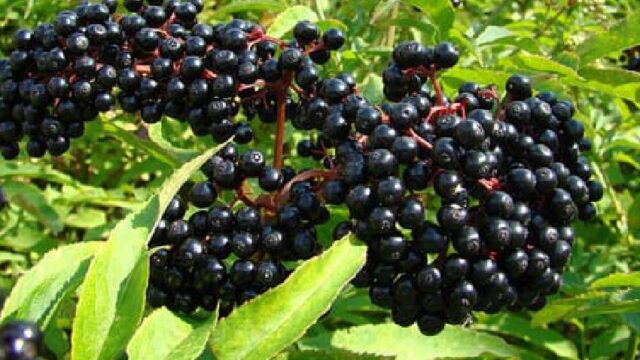 Οφέλη και παρενέργειες από τα μούρα Elderberry ή σαμπούκο, Εύα Τσάκου