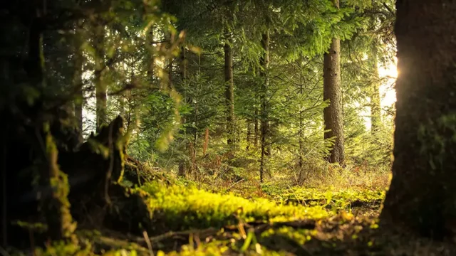 Γιατί η δημιουργία δασών δεν είναι πάντα ¨πράσινη", Jessica Enara Vian