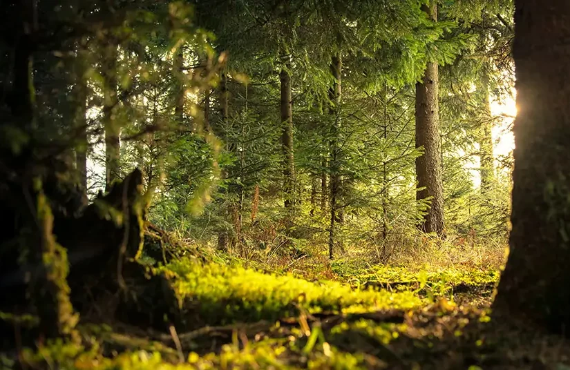 Γιατί η δημιουργία δασών δεν είναι πάντα ¨πράσινη", Jessica Enara Vian