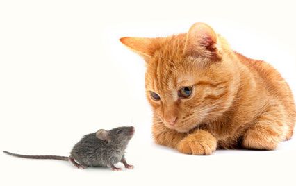 Έβαλε φάκες για ποντίκια και πιάστηκε η ουρά γάτας – Κατηγορείται για κακοποίηση