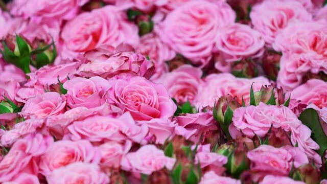 Κρατάει χρόνια αυτή η κολόνια: Πέντε χιλιετίες τριαντάφυλλο
