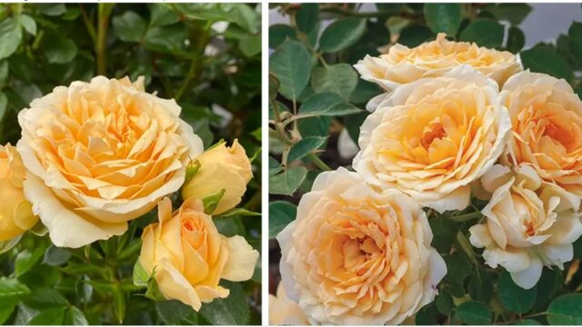 Ποια είναι τα καλύτερα τριαντάφυλλα για τον κήπο σας, Μαρία Καλοπούλου
