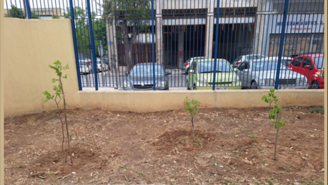Δενδροφύτευση στο Δήμο Πειραιά για την Πρωτοβουλία “75 UN – 75 Trees UNAI SDG7”