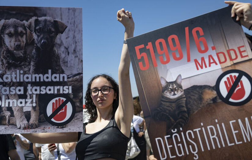 Τουρκία: Έντονες αντιδράσεις προκαλεί το σχέδιο νόμου για τη θανάτωση αδέσποτων σκύλων