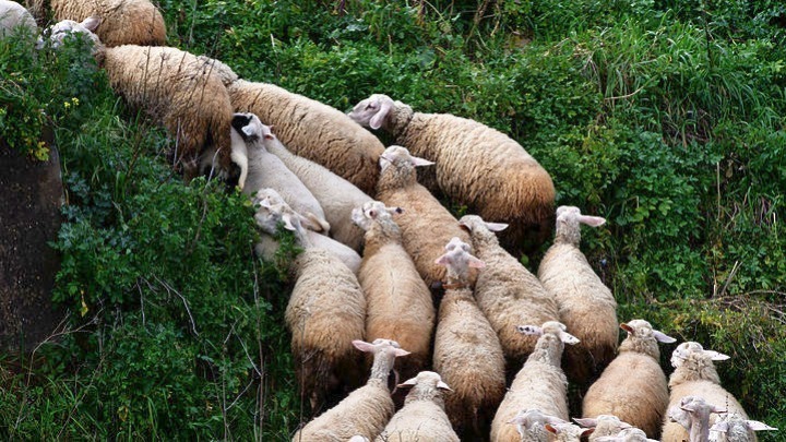 Πανώλη σε αιγοπρόβατα: Δύο νέα κρούσματα σε Τύρναβο και Τέμπη