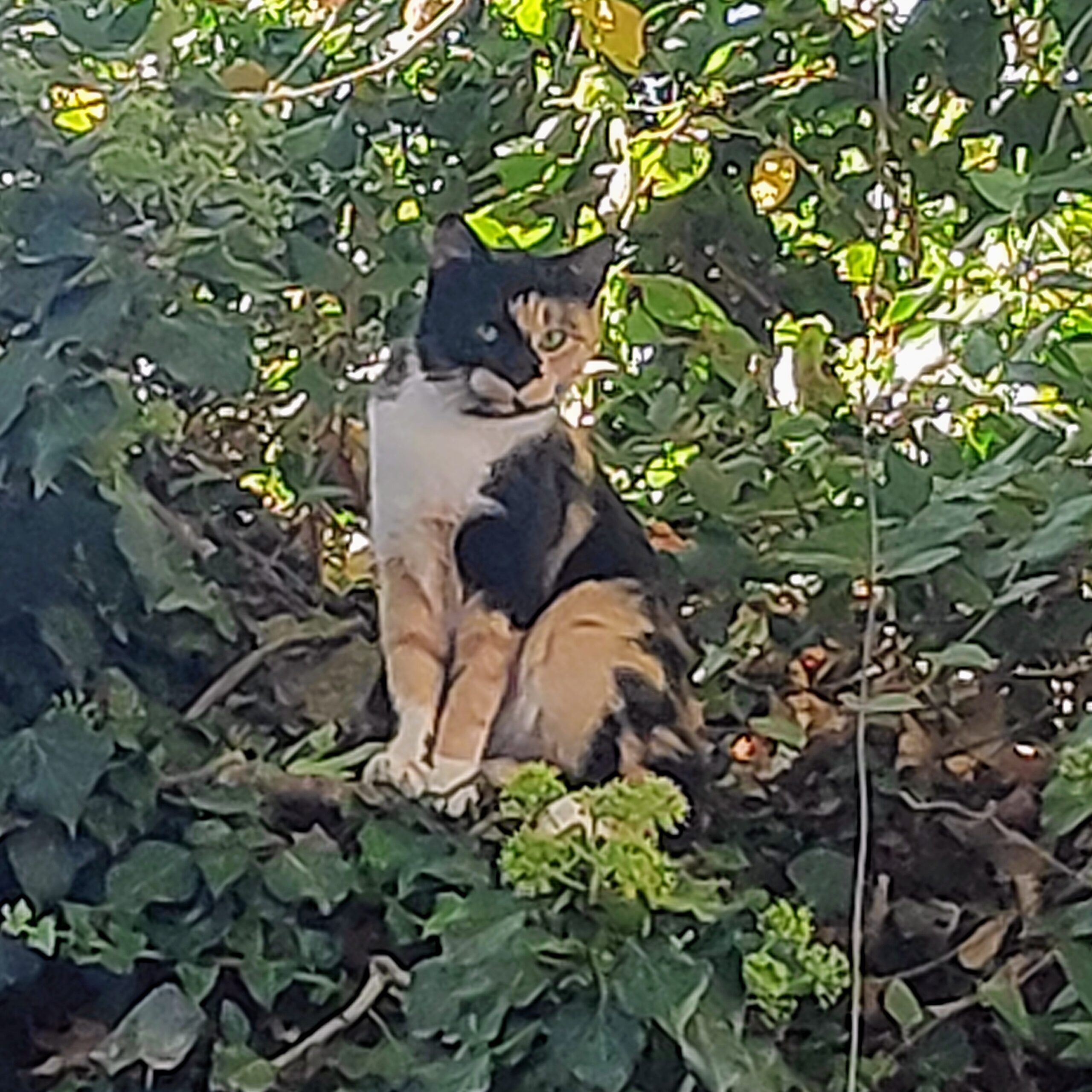 Θράκη: Οι γυναίκες της μειονότητας ανοίγουν την καρδιά τους